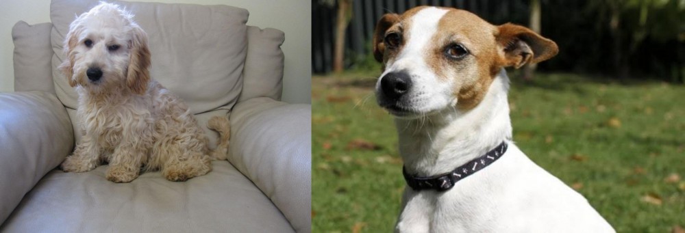 Tenterfield Terrier vs Cockachon - Breed Comparison