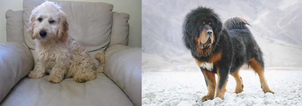 Tibetan Mastiff vs Cockachon - Breed Comparison