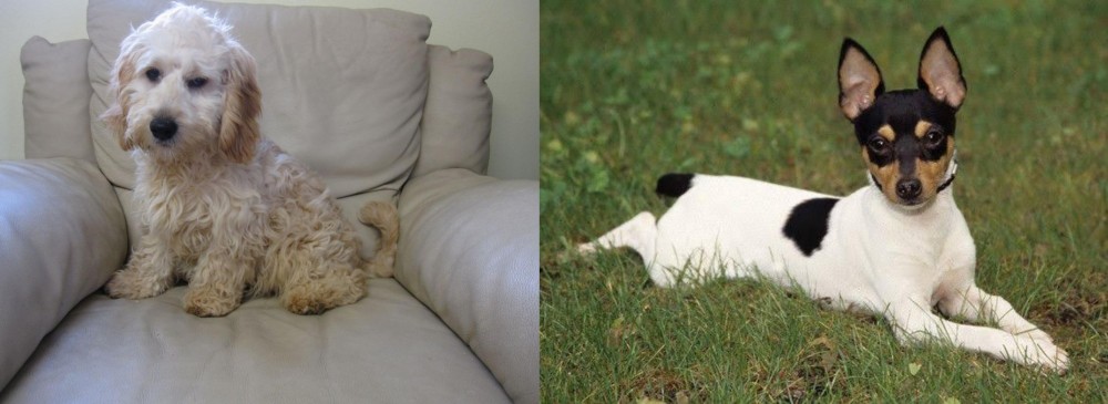 Toy Fox Terrier vs Cockachon - Breed Comparison
