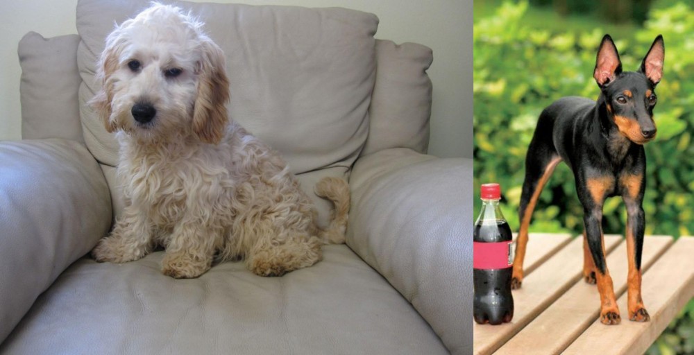 Toy Manchester Terrier vs Cockachon - Breed Comparison