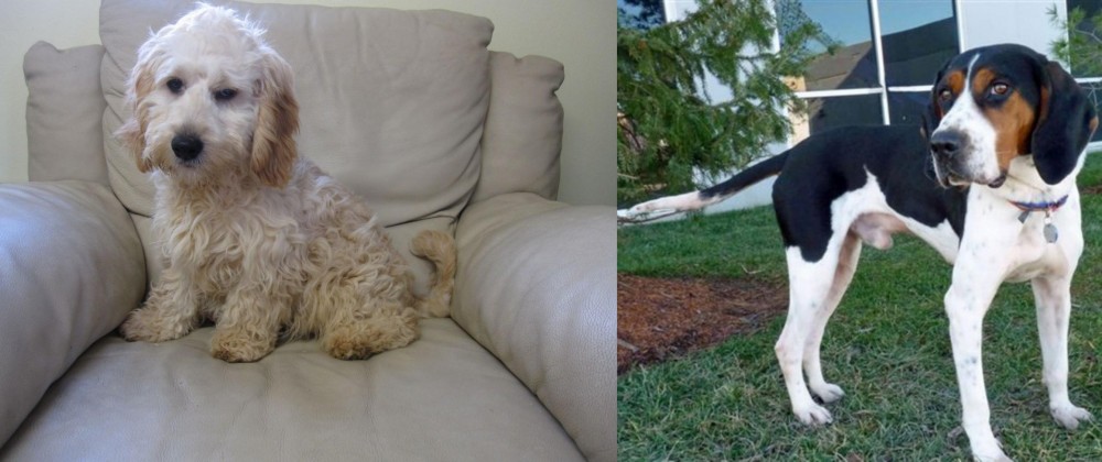 Treeing Walker Coonhound vs Cockachon - Breed Comparison