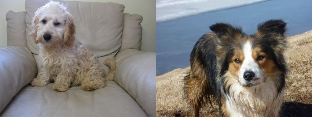 Welsh Sheepdog vs Cockachon - Breed Comparison