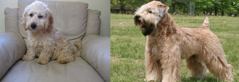 Wheaten Terrier vs Cockachon - Breed Comparison