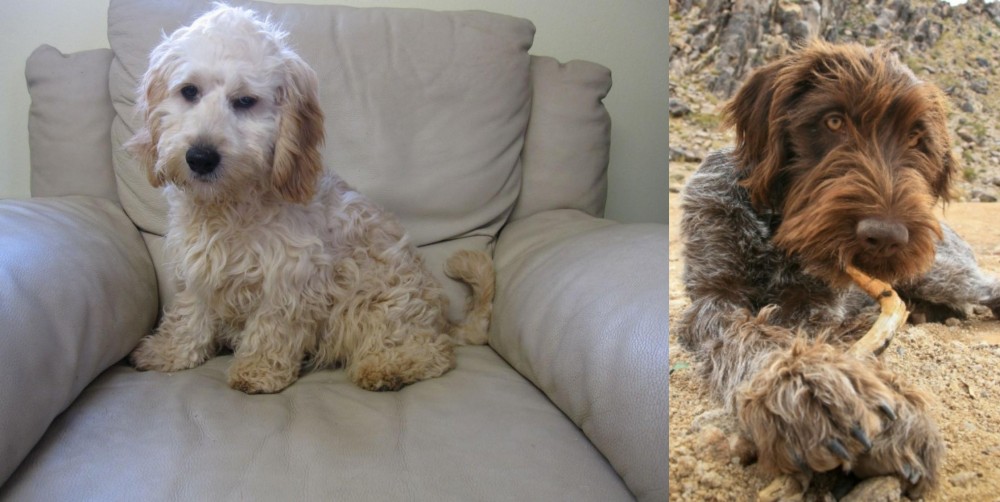 Wirehaired Pointing Griffon vs Cockachon - Breed Comparison