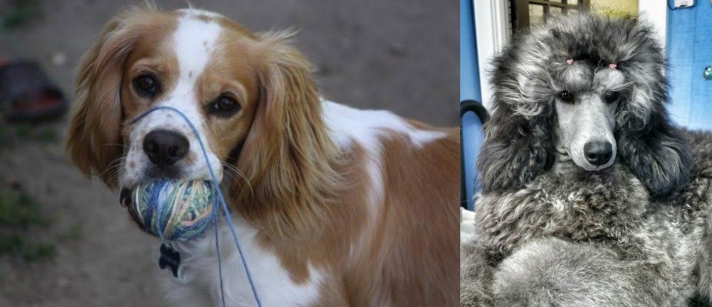 Standard Poodle vs Cockalier - Breed Comparison