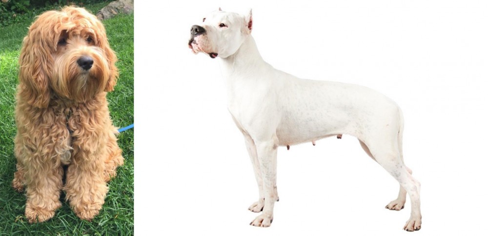 Argentine Dogo vs Cockapoo - Breed Comparison