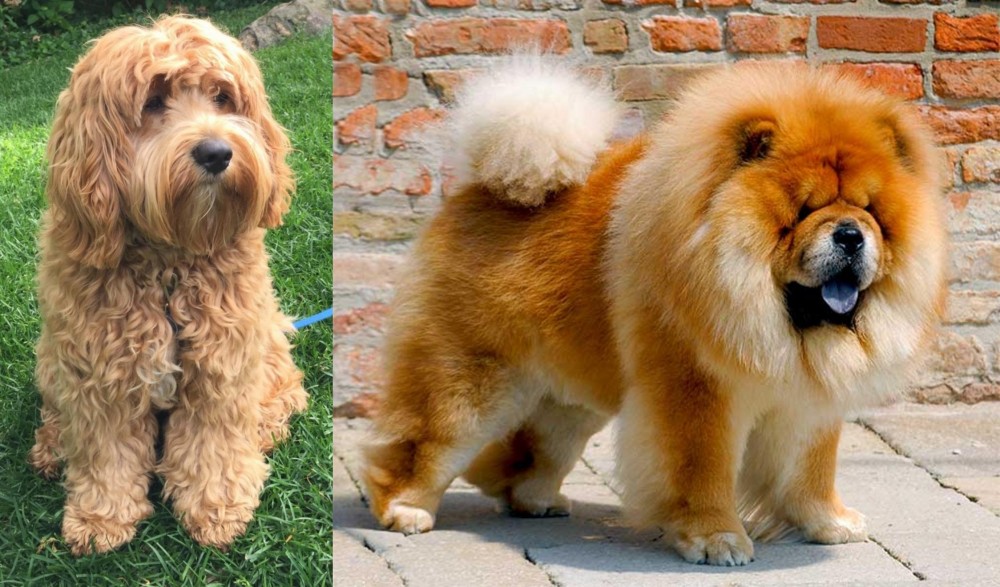 Chow Chow vs Cockapoo - Breed Comparison