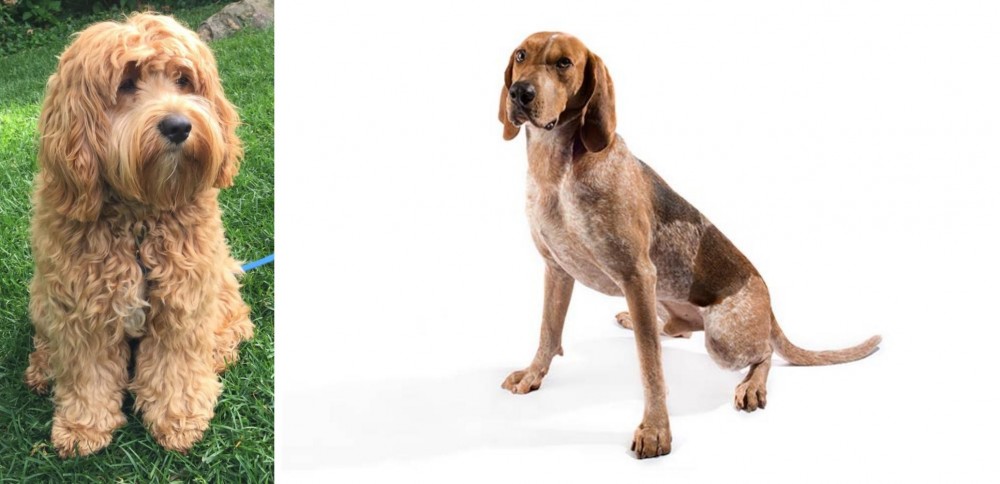 Coonhound vs Cockapoo - Breed Comparison