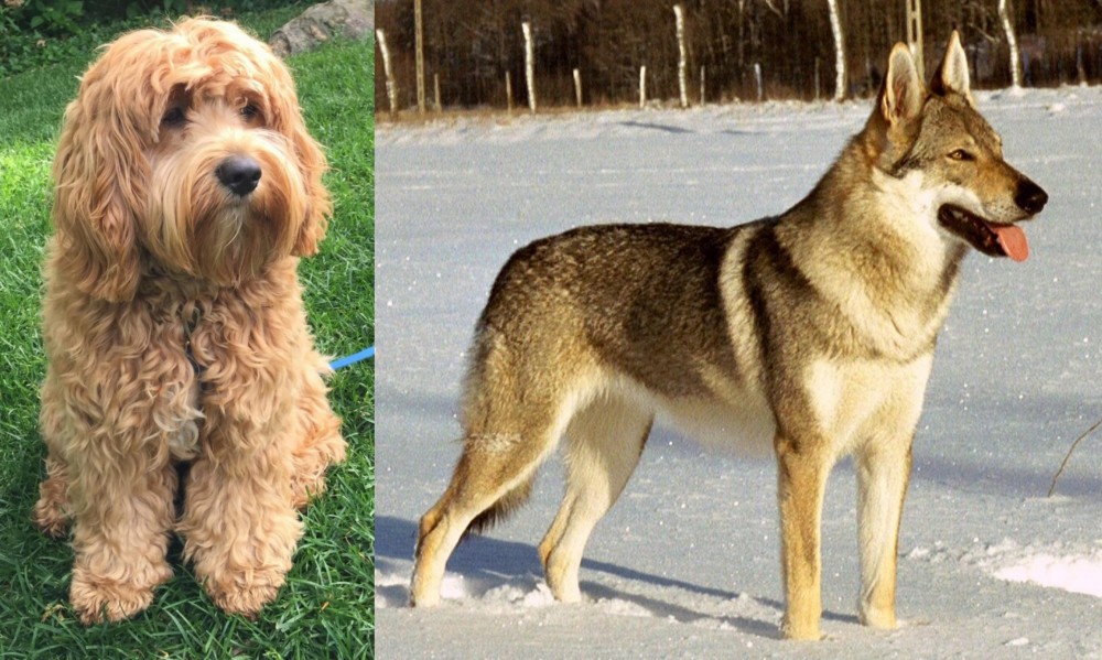 Czechoslovakian Wolfdog vs Cockapoo - Breed Comparison