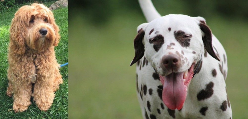 Dalmatian vs Cockapoo - Breed Comparison