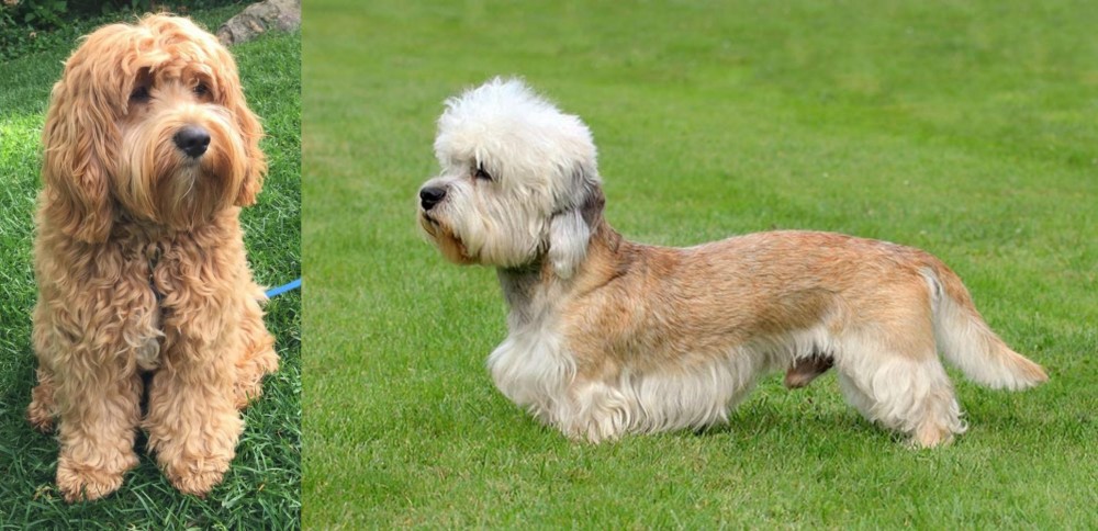 Dandie Dinmont Terrier vs Cockapoo - Breed Comparison