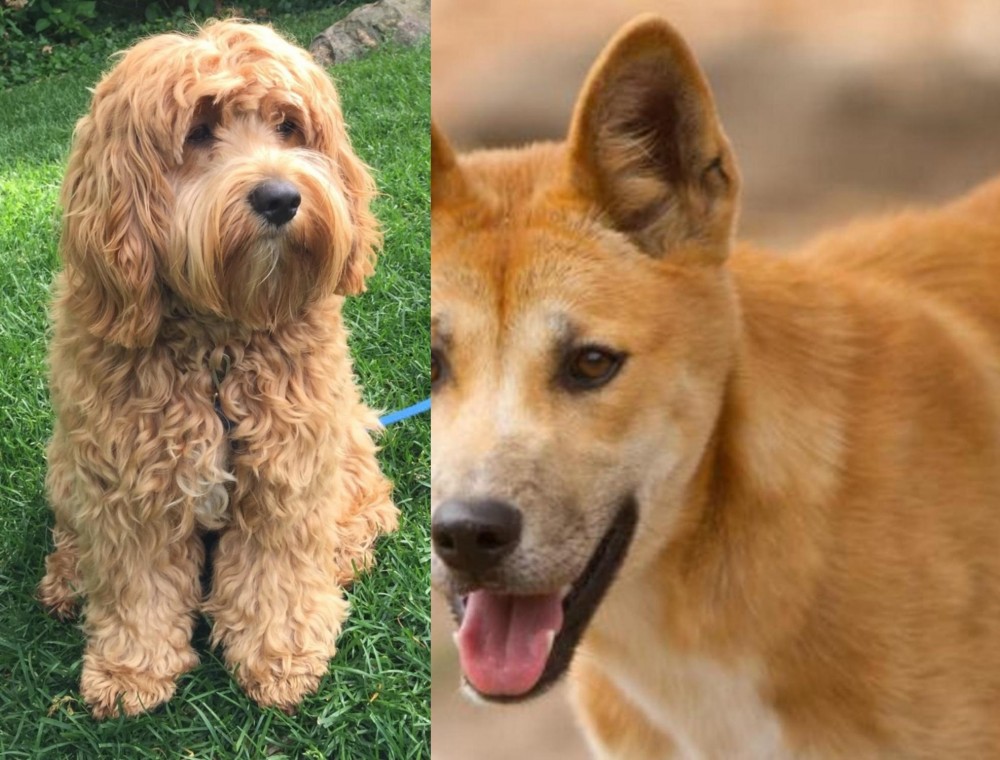 Dingo vs Cockapoo - Breed Comparison