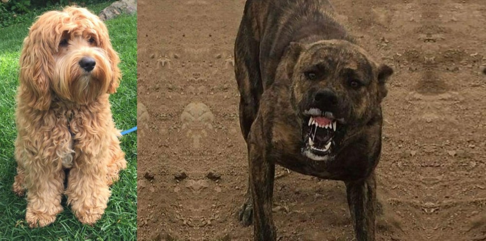 Dogo Sardesco vs Cockapoo - Breed Comparison