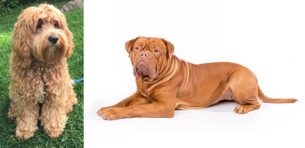 Dogue De Bordeaux vs Cockapoo - Breed Comparison