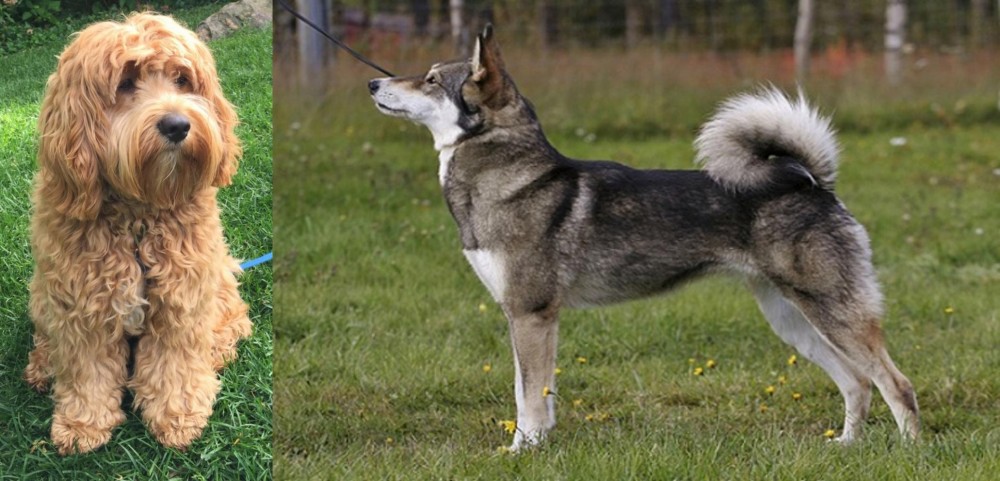East Siberian Laika vs Cockapoo - Breed Comparison