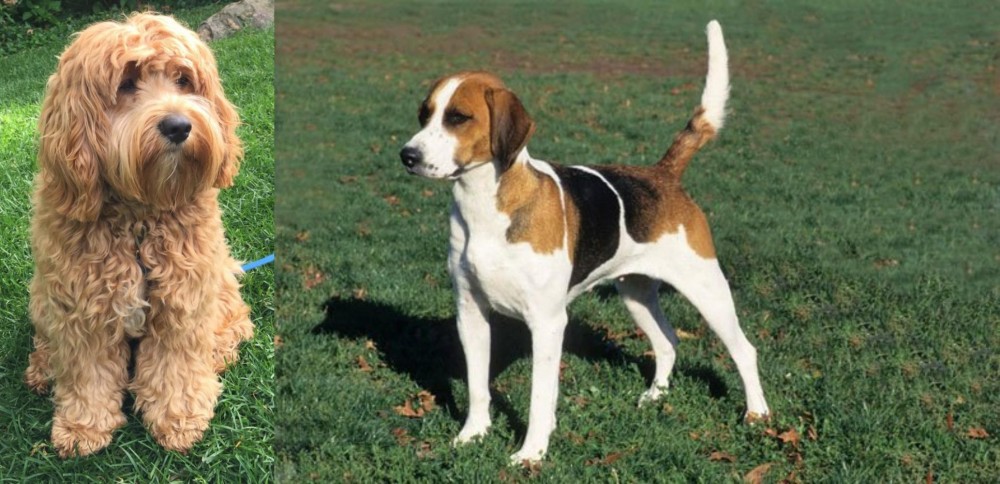 English Foxhound vs Cockapoo - Breed Comparison