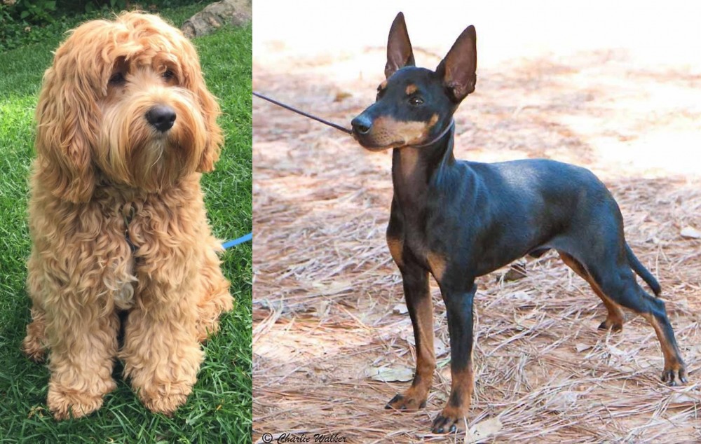 English Toy Terrier (Black & Tan) vs Cockapoo - Breed Comparison