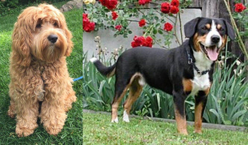 Entlebucher Mountain Dog vs Cockapoo - Breed Comparison