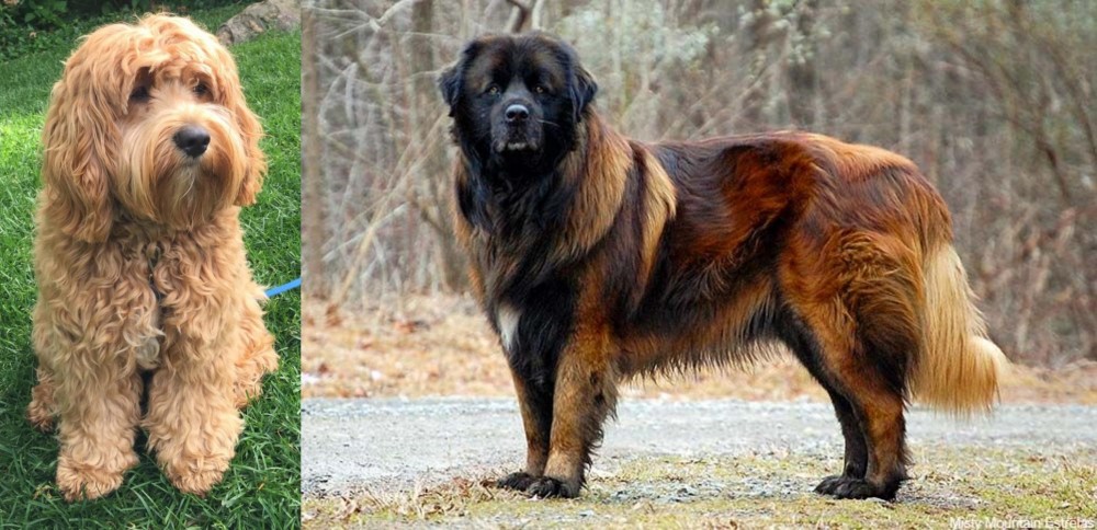 Estrela Mountain Dog vs Cockapoo - Breed Comparison