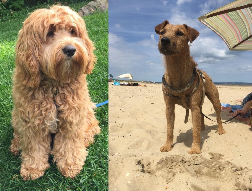 Fell Terrier vs Cockapoo - Breed Comparison