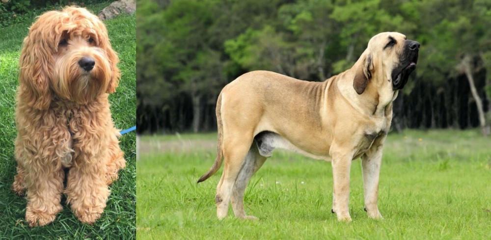 Fila Brasileiro vs Cockapoo - Breed Comparison