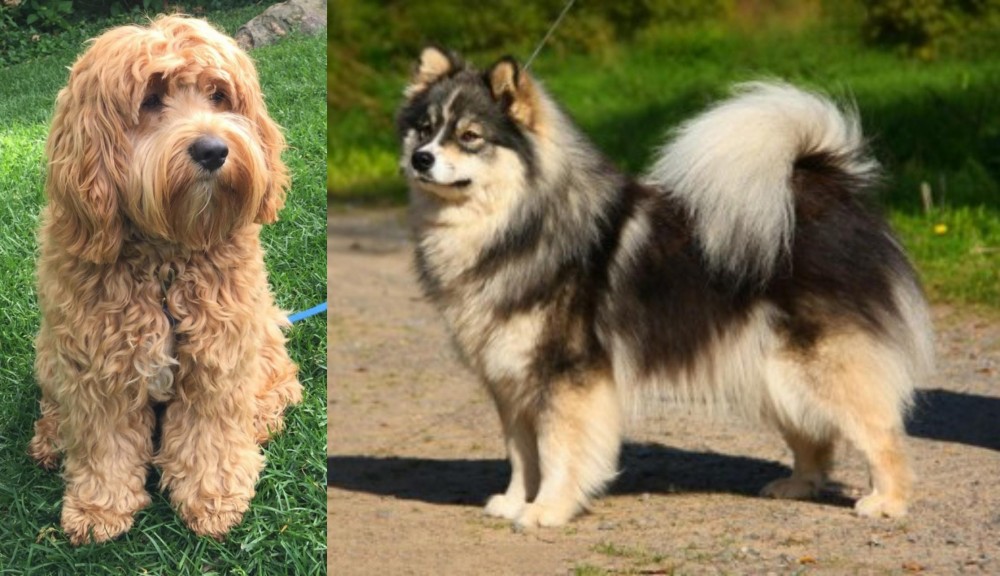 Finnish Lapphund vs Cockapoo - Breed Comparison