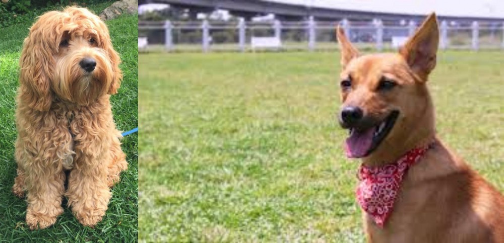 Formosan Mountain Dog vs Cockapoo - Breed Comparison