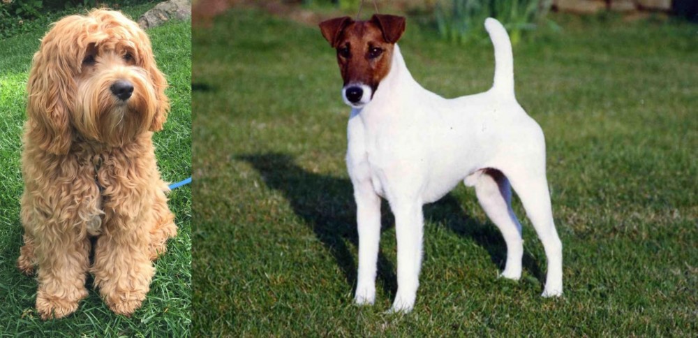 Fox Terrier (Smooth) vs Cockapoo - Breed Comparison