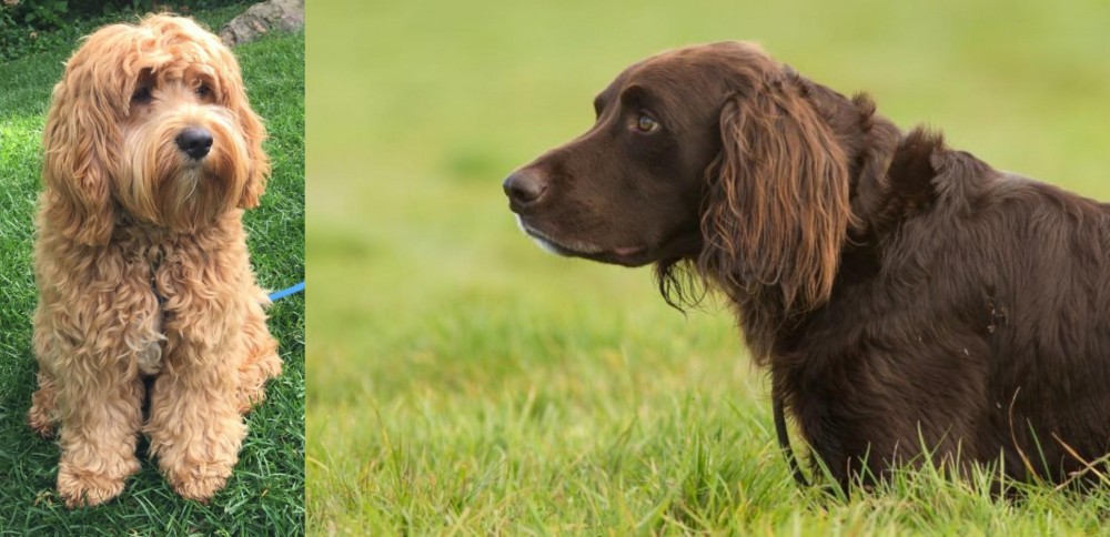 German Longhaired Pointer vs Cockapoo - Breed Comparison