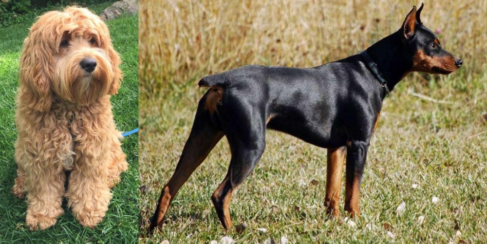 German Pinscher vs Cockapoo - Breed Comparison