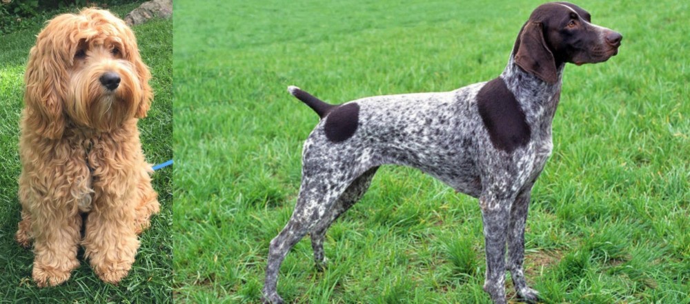 German Shorthaired Pointer vs Cockapoo - Breed Comparison