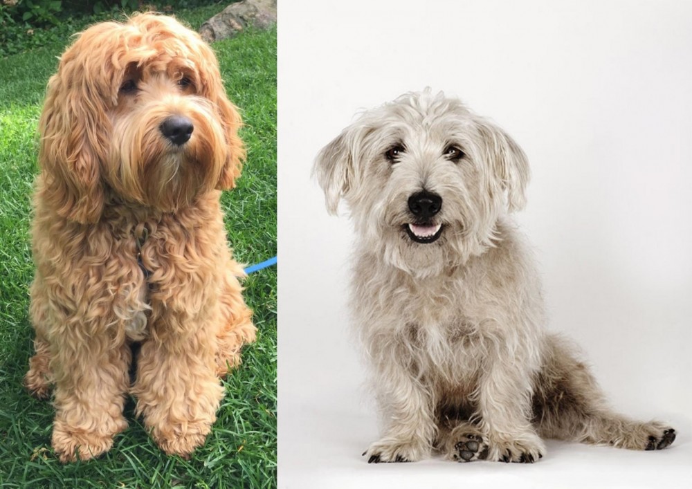 Glen of Imaal Terrier vs Cockapoo - Breed Comparison