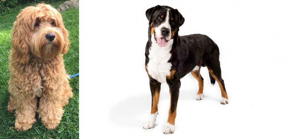 Greater Swiss Mountain Dog vs Cockapoo - Breed Comparison