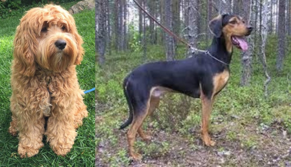 Greek Harehound vs Cockapoo - Breed Comparison
