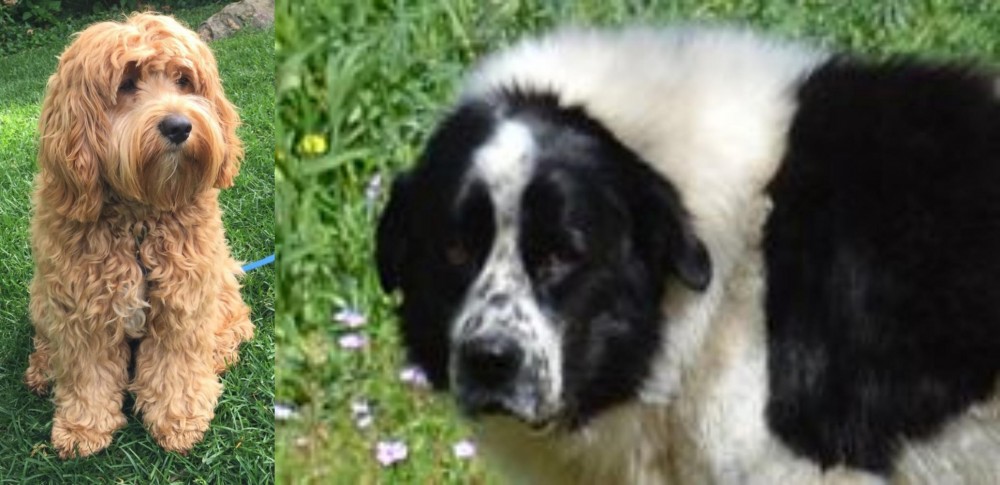 Greek Sheepdog vs Cockapoo - Breed Comparison