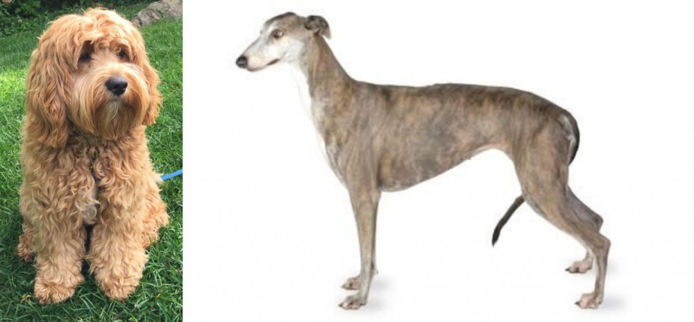Greyhound vs Cockapoo - Breed Comparison