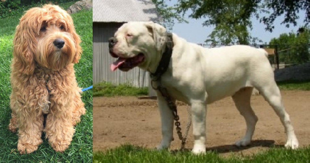 Hermes Bulldogge vs Cockapoo - Breed Comparison