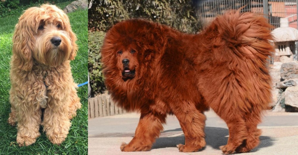 Himalayan Mastiff vs Cockapoo - Breed Comparison