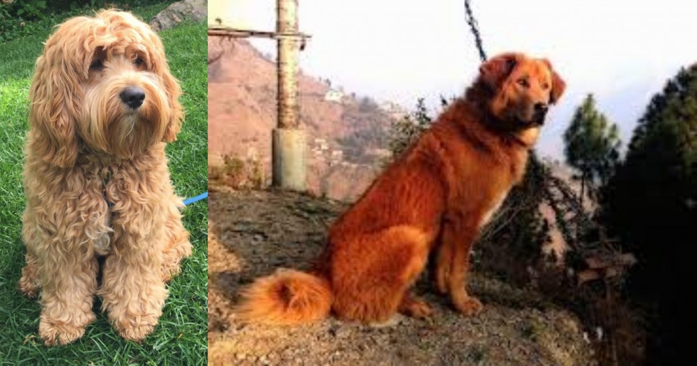 Himalayan Sheepdog vs Cockapoo - Breed Comparison
