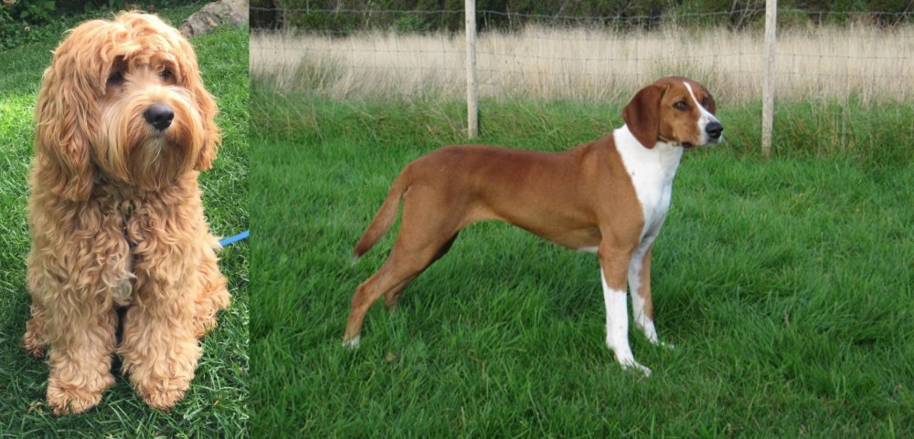 Hygenhund vs Cockapoo - Breed Comparison