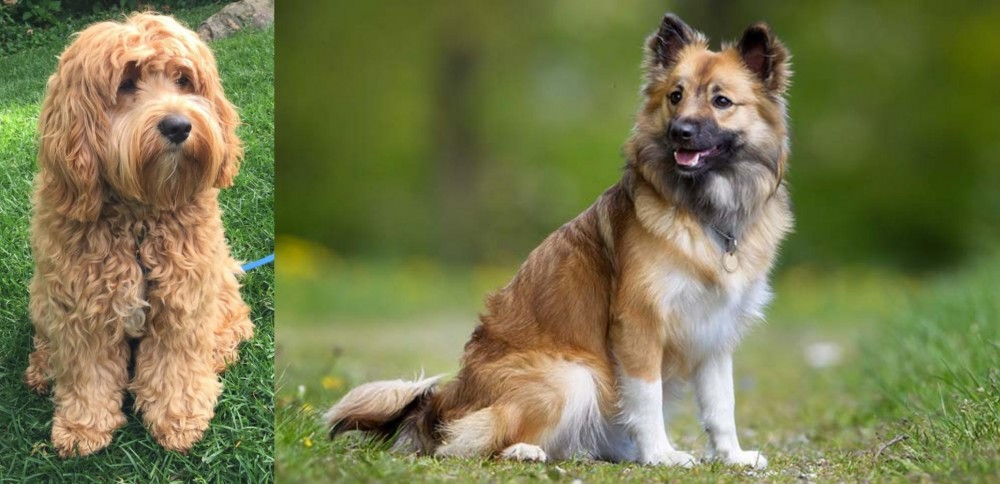 Icelandic Sheepdog vs Cockapoo - Breed Comparison