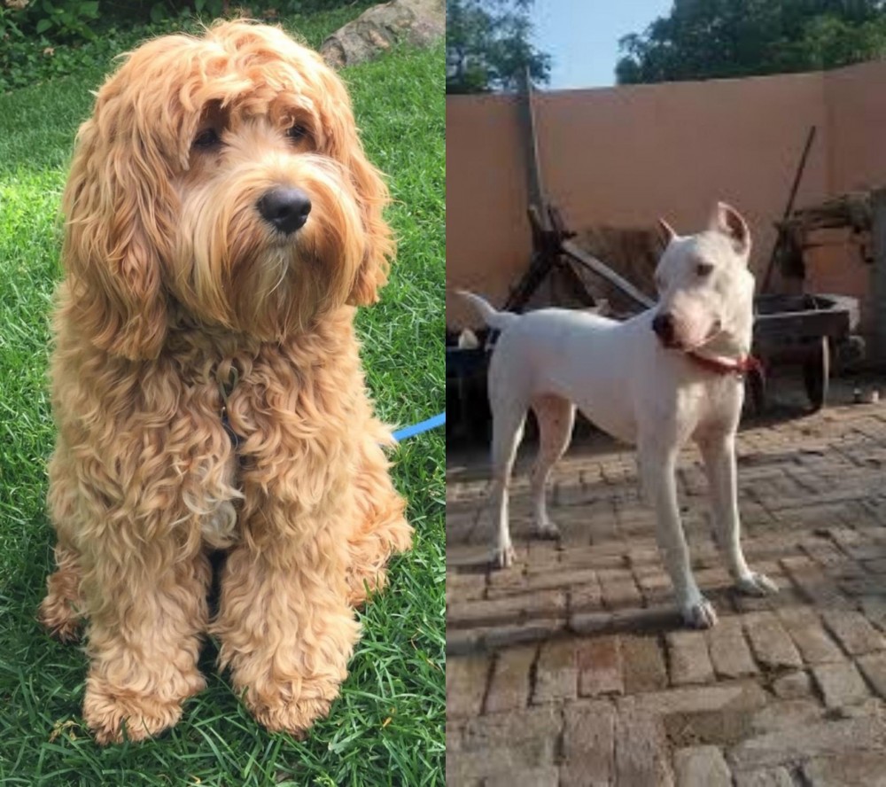 Indian Bull Terrier vs Cockapoo - Breed Comparison