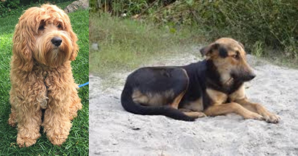 Indian Pariah Dog vs Cockapoo - Breed Comparison