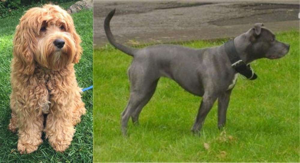 Irish Bull Terrier vs Cockapoo - Breed Comparison