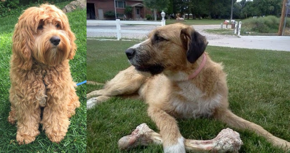 Irish Mastiff Hound vs Cockapoo - Breed Comparison