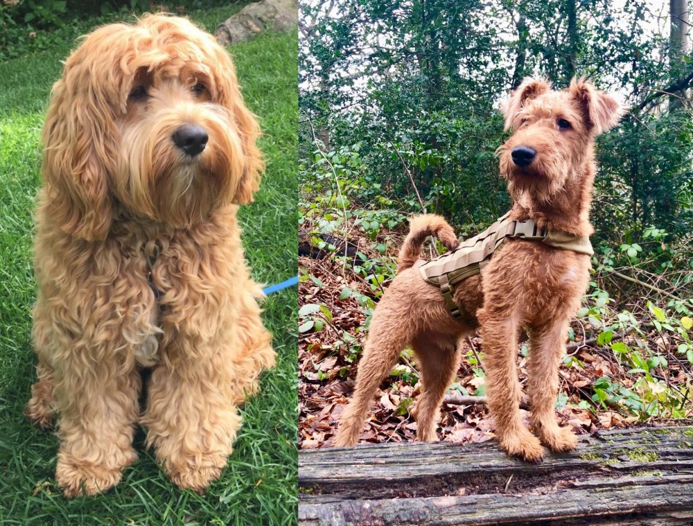 Irish Terrier vs Cockapoo - Breed Comparison