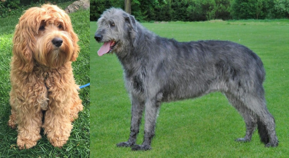 Irish Wolfhound vs Cockapoo - Breed Comparison