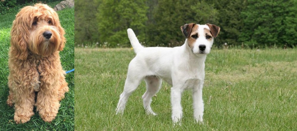 Jack Russell Terrier vs Cockapoo - Breed Comparison