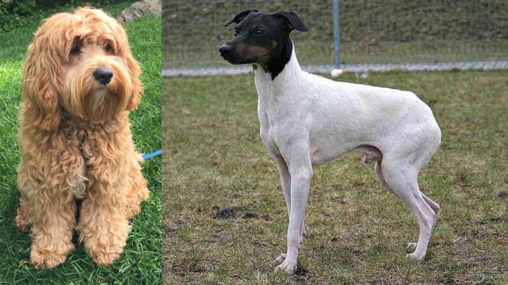 Japanese Terrier vs Cockapoo - Breed Comparison