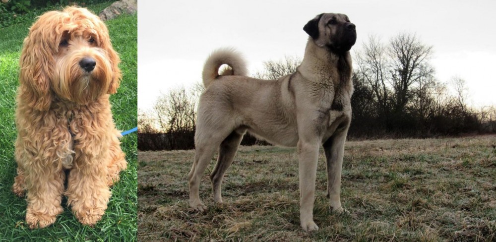 Kangal Dog vs Cockapoo - Breed Comparison
